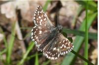 Pyrgus malvae