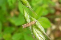 Homoeosoma sinuella