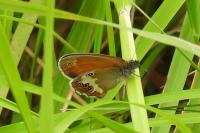 Coenonympha arcania