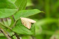 Aleimma loeflingiana