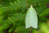 Tortrix viridana