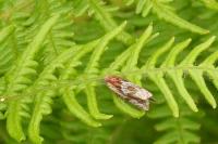 Eucosma