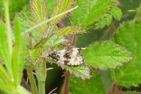 Orthotaenia undulana