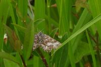 Ematurga atomaria