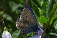 Lysandra bellargus