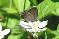 Satyrium ilicis