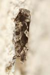Zeiraphera isertana