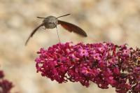 Macroglossum stellatarum