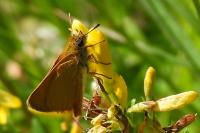 Thymelicus sylvestris