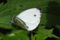 Pieris napi
