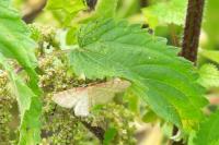 Idaea humiliata