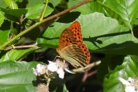 Argynnis paphia