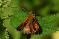 Ochlodes sylvanus