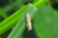 Chrysocrambus linetella