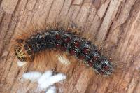 Lymantria dispar
