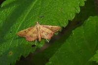 Endotricha flammealis