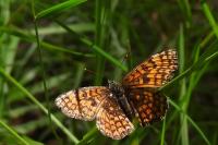 Melitaea athalia