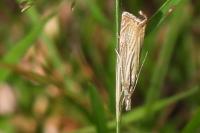 Chrysoteuchia culmella
