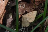 Paracolax tristalis