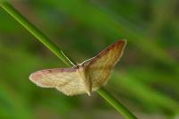 Idaea humiliata