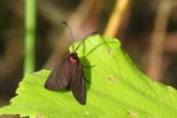 Aglaope infausta