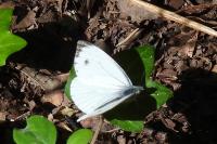 Pieris napi