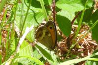 Pyronia tithonus
