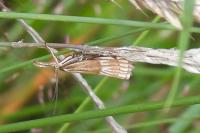 Chrysocrambus linetella
