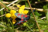 Zygaena filipendulae