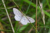 Idaea macilentaria