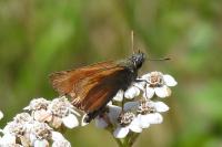 Thymelicus sylvestris