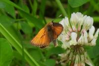 Thymelicus sylvestris