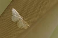 Idaea fuscovenosa