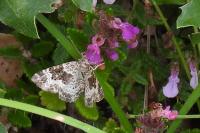 Epirrhoe alternata