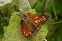 Ochlodes sylvanus