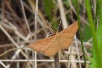 Idaea ochrata