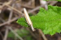 Pleurota aristella