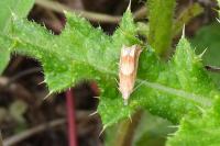 Eucosma conterminana