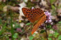 Argynnis paphia
