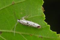 Yponomeuta plumbella
