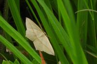 Timandra comae