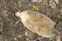Agonopterix assimilella