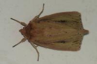 Globia sparganii