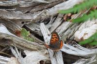 Lycaena phlaeas