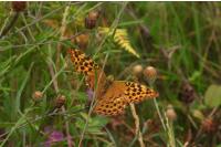 Argynnis paphia