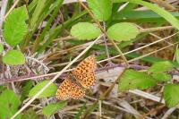 Boloria dia