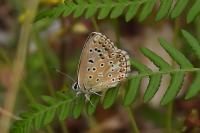 Lysandra bellargus