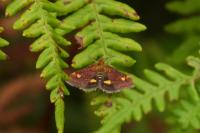 Pyrausta purpuralis