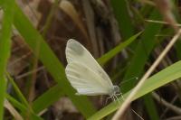 Leptidea sinapis