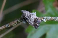 Cydia splendana